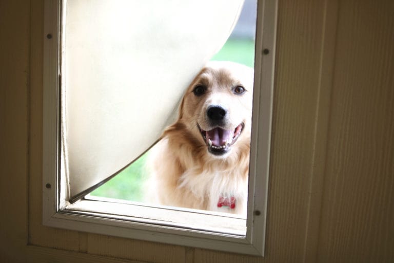 Install Dog Doors For Sliding Glass, Installing A Pet Door In A Sliding Glass Door