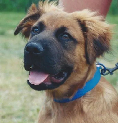 pet doors, pet protection, dog