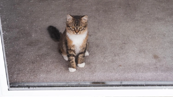 Cat looking through screen door.